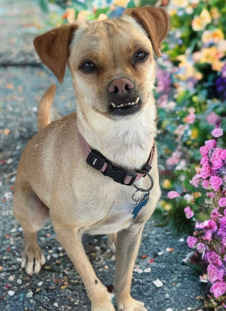 Pippa