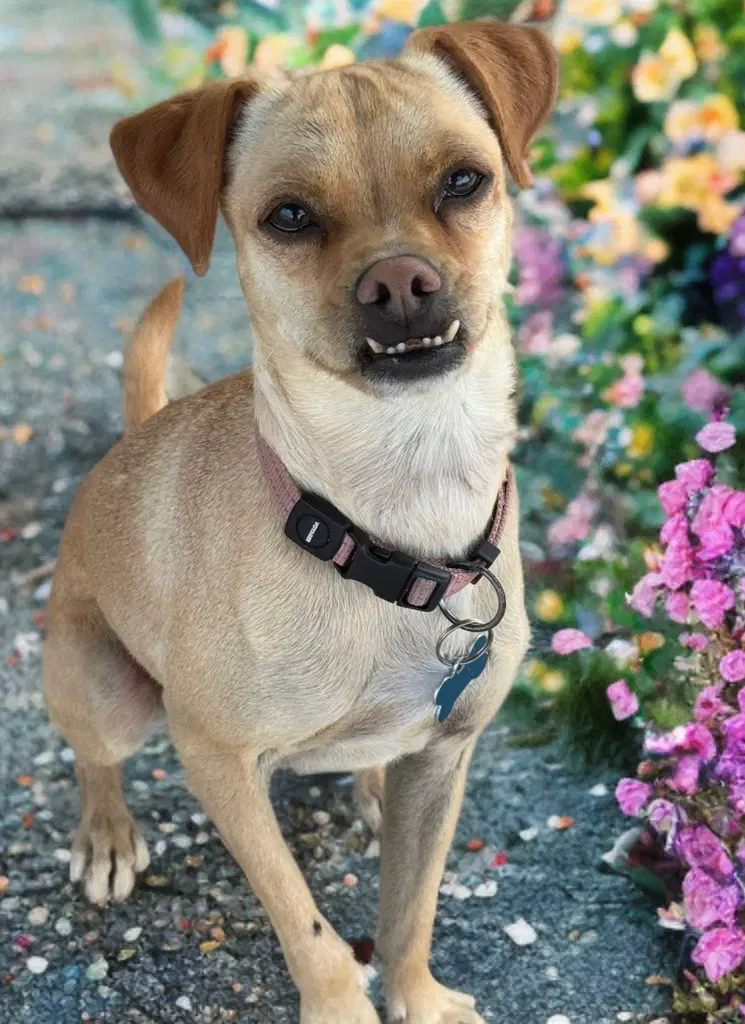 Pippa image 2