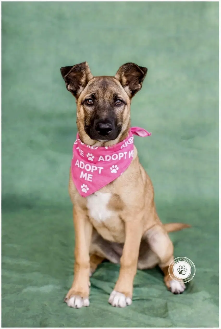Gidget image 2