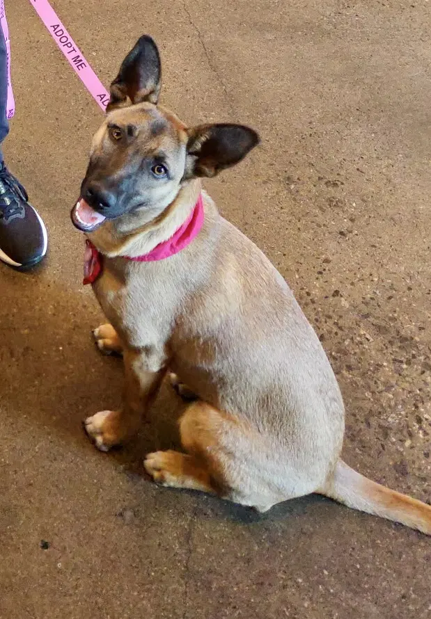 Gidget - German Shepherd Dog