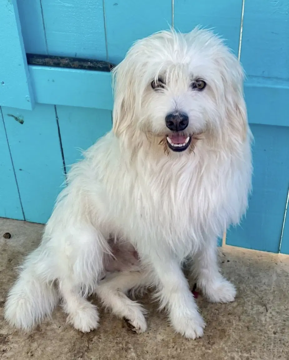 Bones - Tibetan Terrier