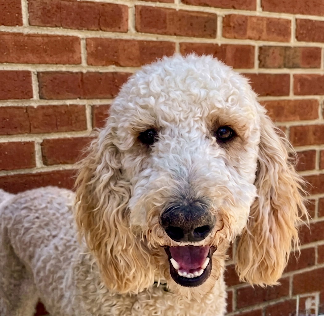 Chester