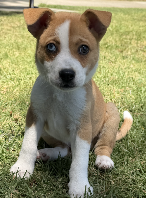 Ziggy, an adoptable Australian Shepherd in Newport Beach, CA
