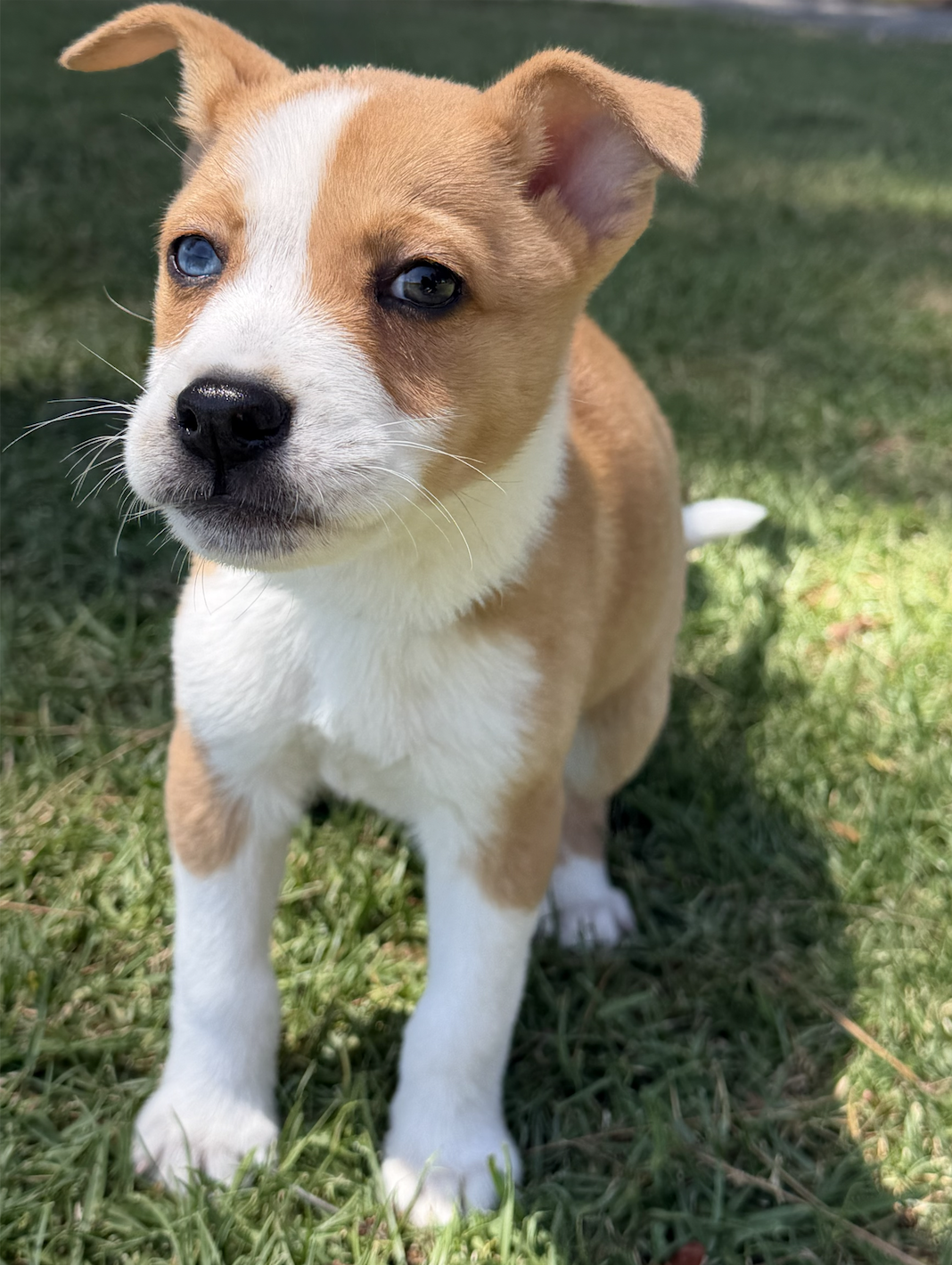 Ziggy