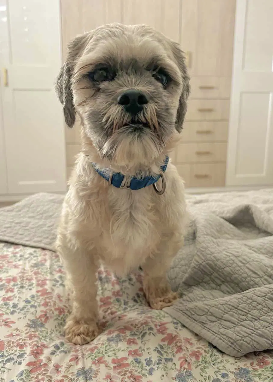 Oskar - Lhasa Apso