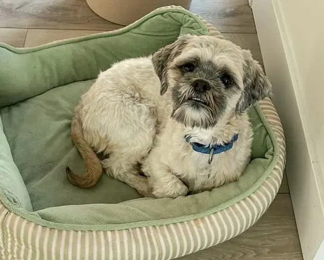 Oskar image 3