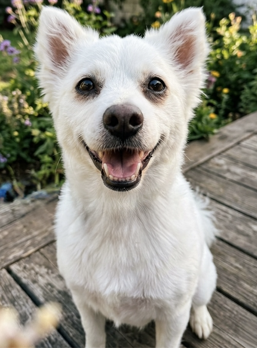 Cooper, an adoptable American Eskimo Dog in Newport Beach, CA