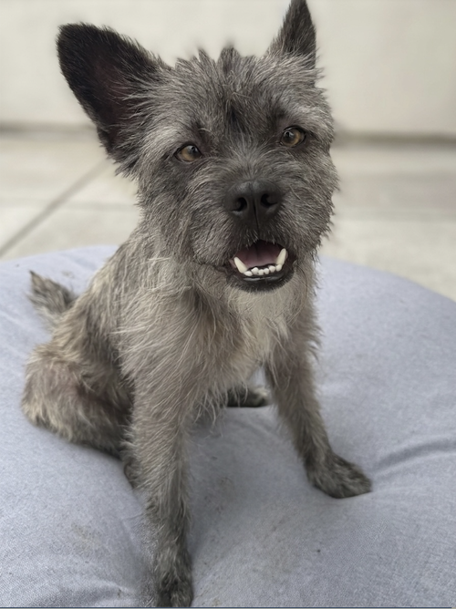 Wookie, an adoptable Cairn Terrier in Newport Beach, CA
