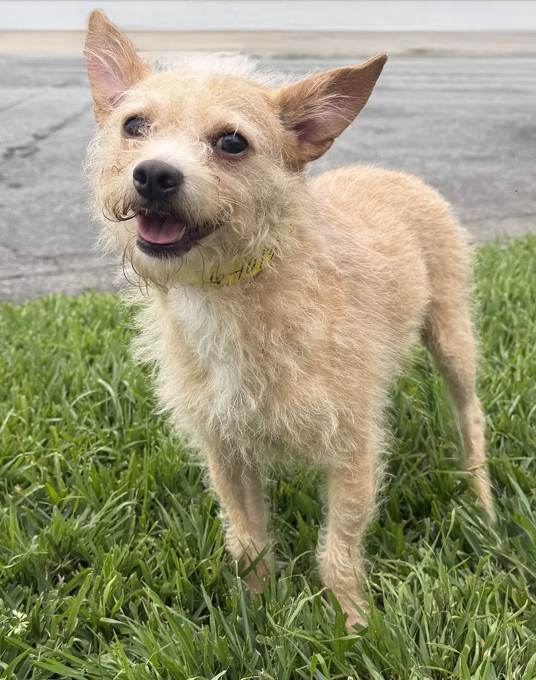Dreyfus - Terrier