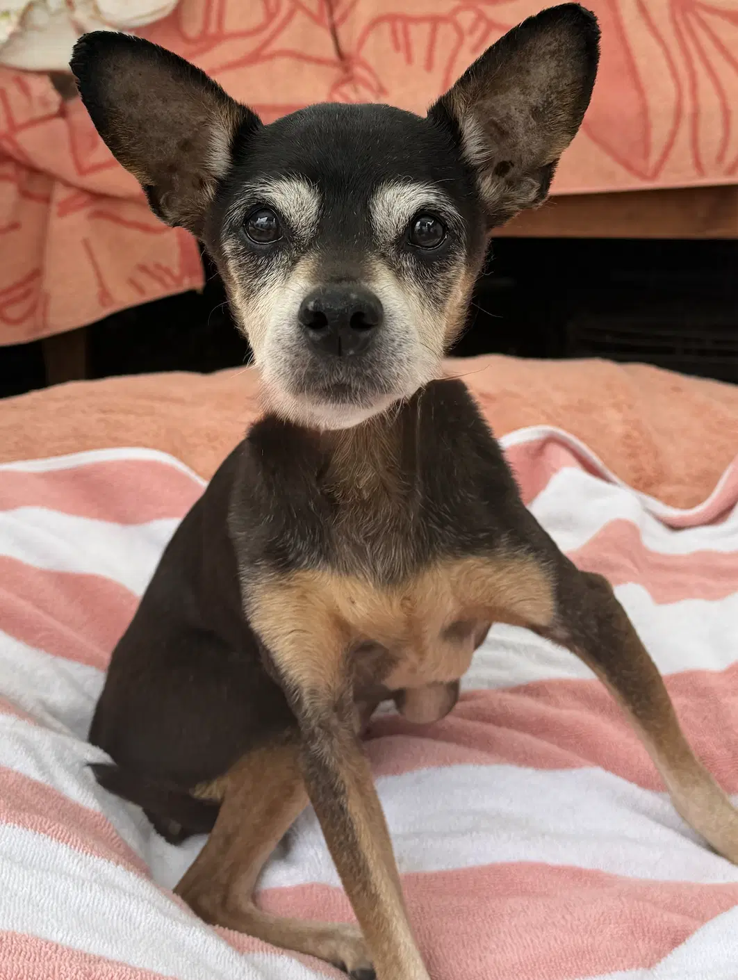 Birdie - Miniature Pinscher