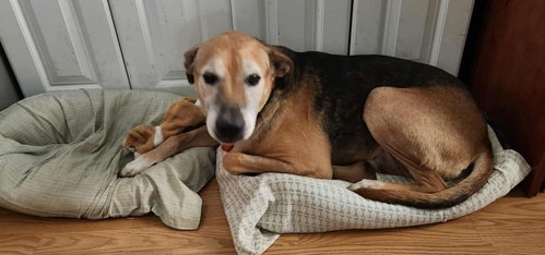 Ozzy * Courtesy Post*, an adoptable Shepherd in Newport Beach, CA
