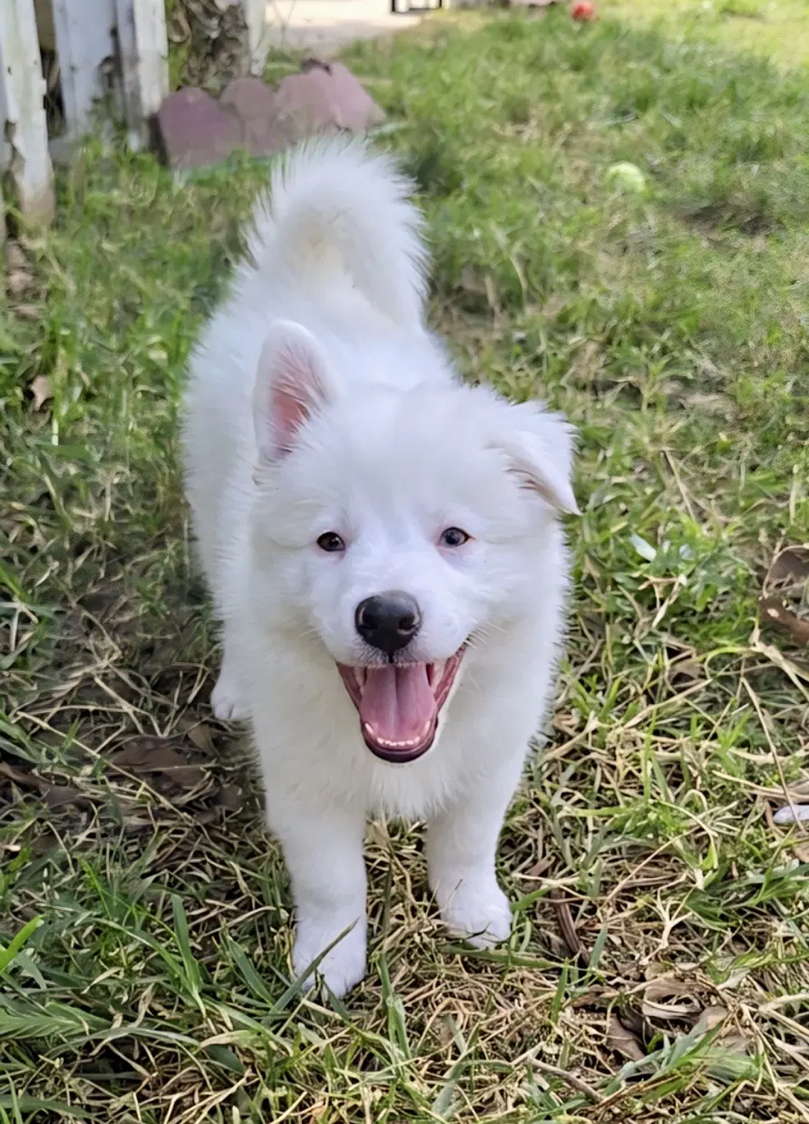 Lucy - Border Collie