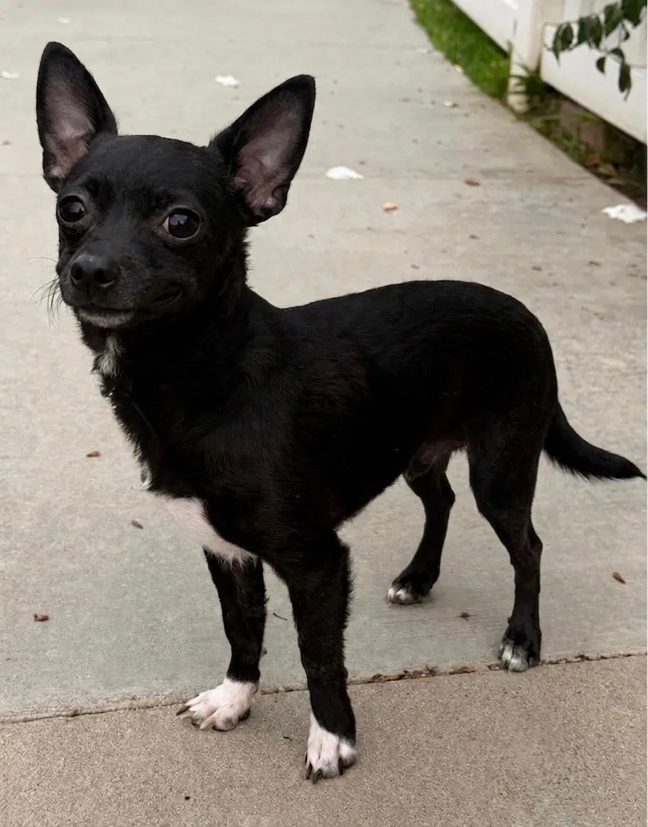 Dice - Chihuahua mix