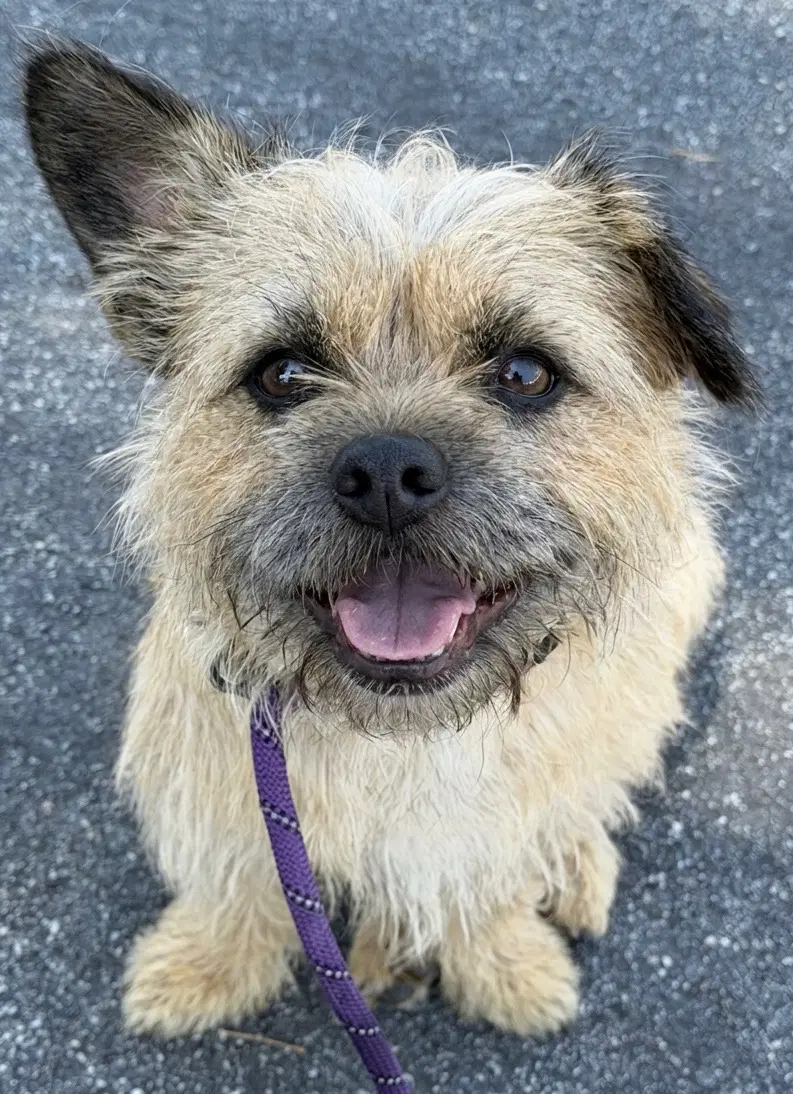 Nico - Border Terrier