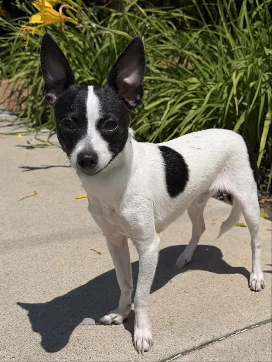 Moo Chi - Chihuahua