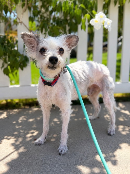 Ferguson, an adoptable Terrier in Newport Beach, CA