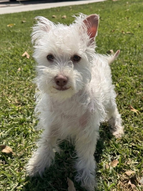 Dorothy, an adoptable Schnauzer in Newport Beach, CA