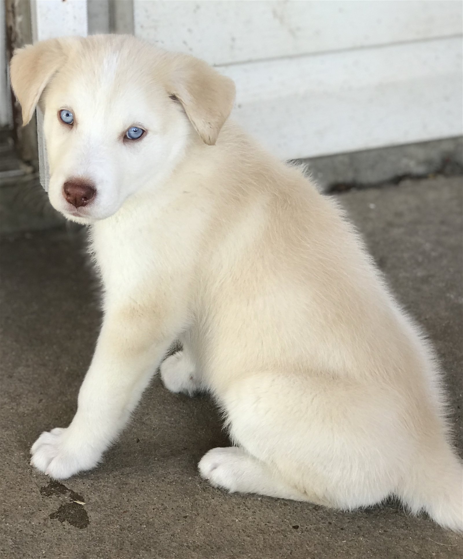 adoptable Dog in McKinney, TX named Sakari