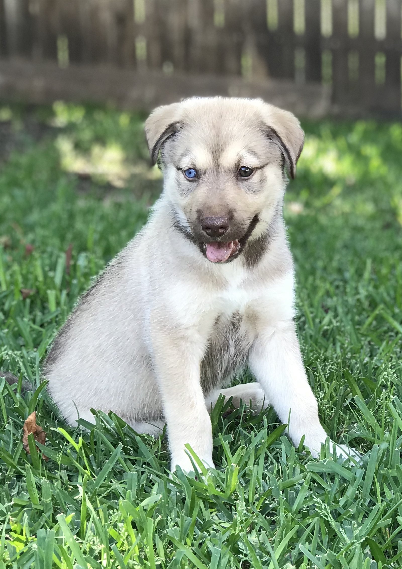 adoptable Dog in McKinney, TX named Nukka