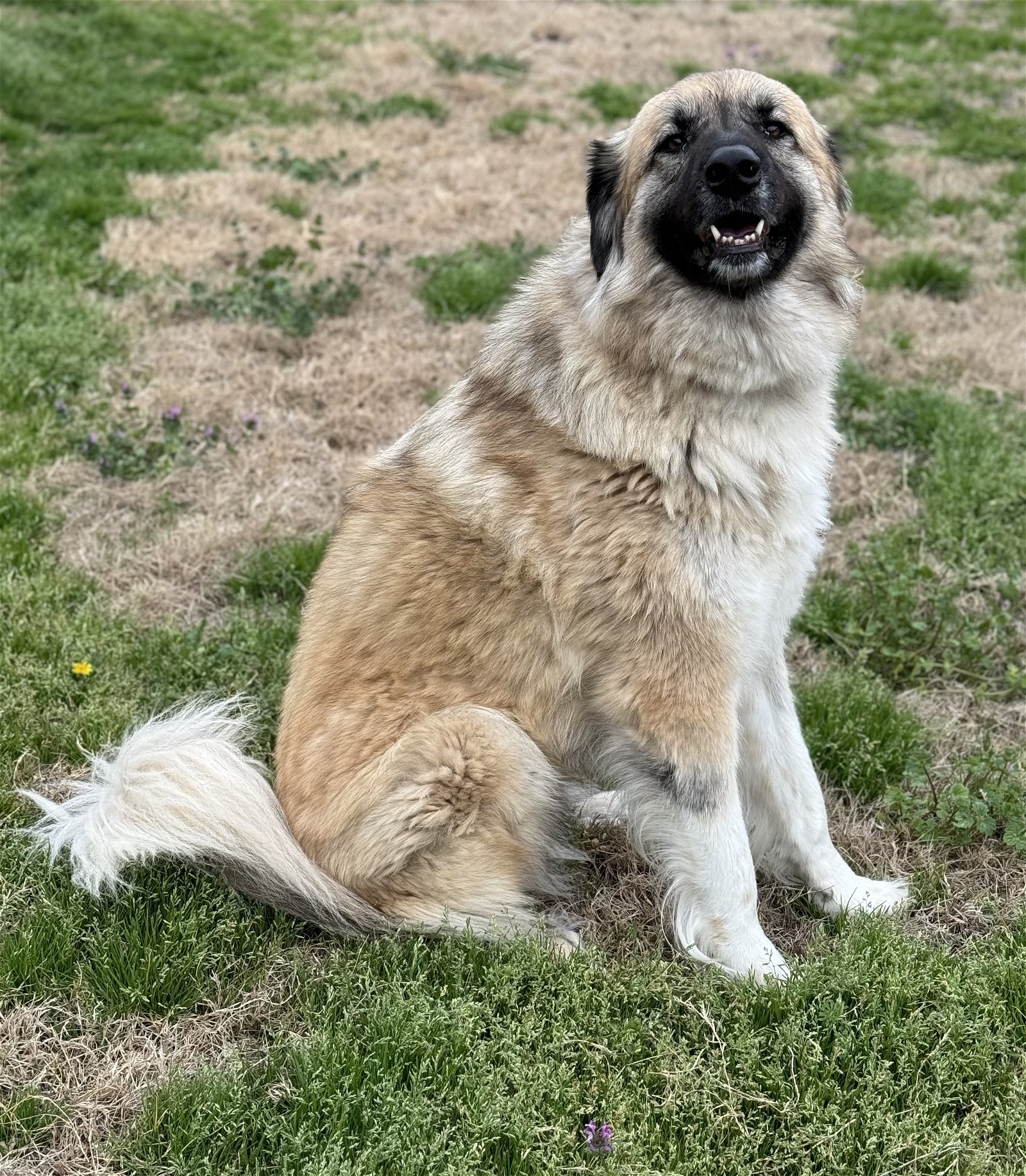 adoptable Dog in McKinney, TX named Groot - DIAMOND DOG