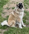adoptable Dog in mckinney, tx, TX named Groot - DIAMOND DOG