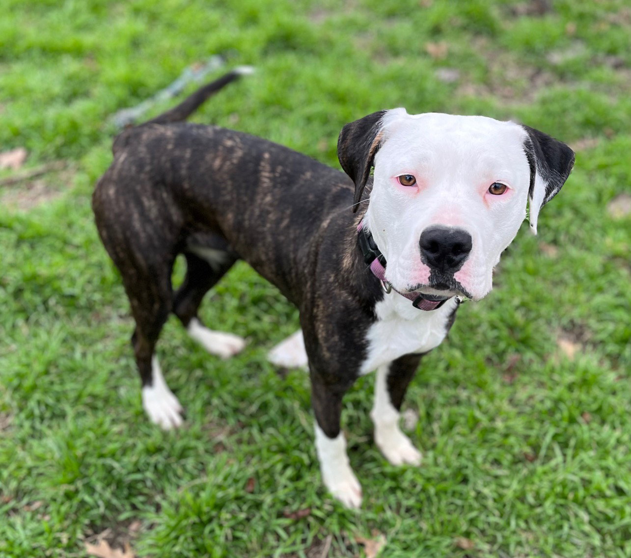 Dog for Adoption Olive, a Pit Bull Terrier in Preston, TX Alpha Paw