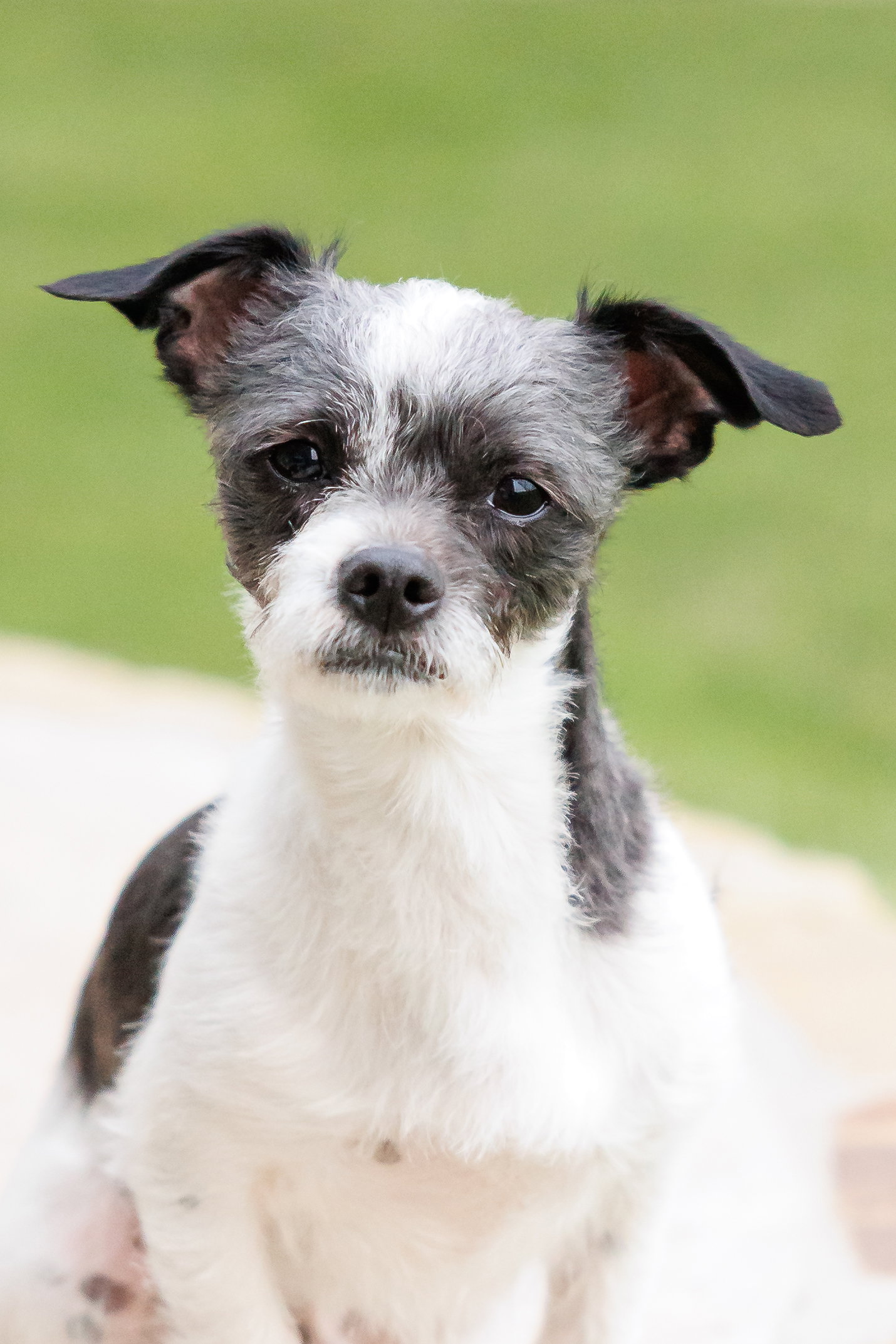 Dog adoption in McKinney, TX 75070 Chinese CrestedPowder Puff / Shih