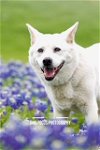 adoptable Dog in mckinney, TX named Jinny Jinsook - DIAMOND DOG