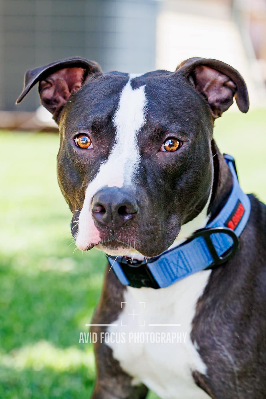 adoptable Dog in McKinney, TX named Midnight