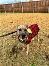adoptable Dog in mckinney, TX named Ranger - DIAMOND DOG