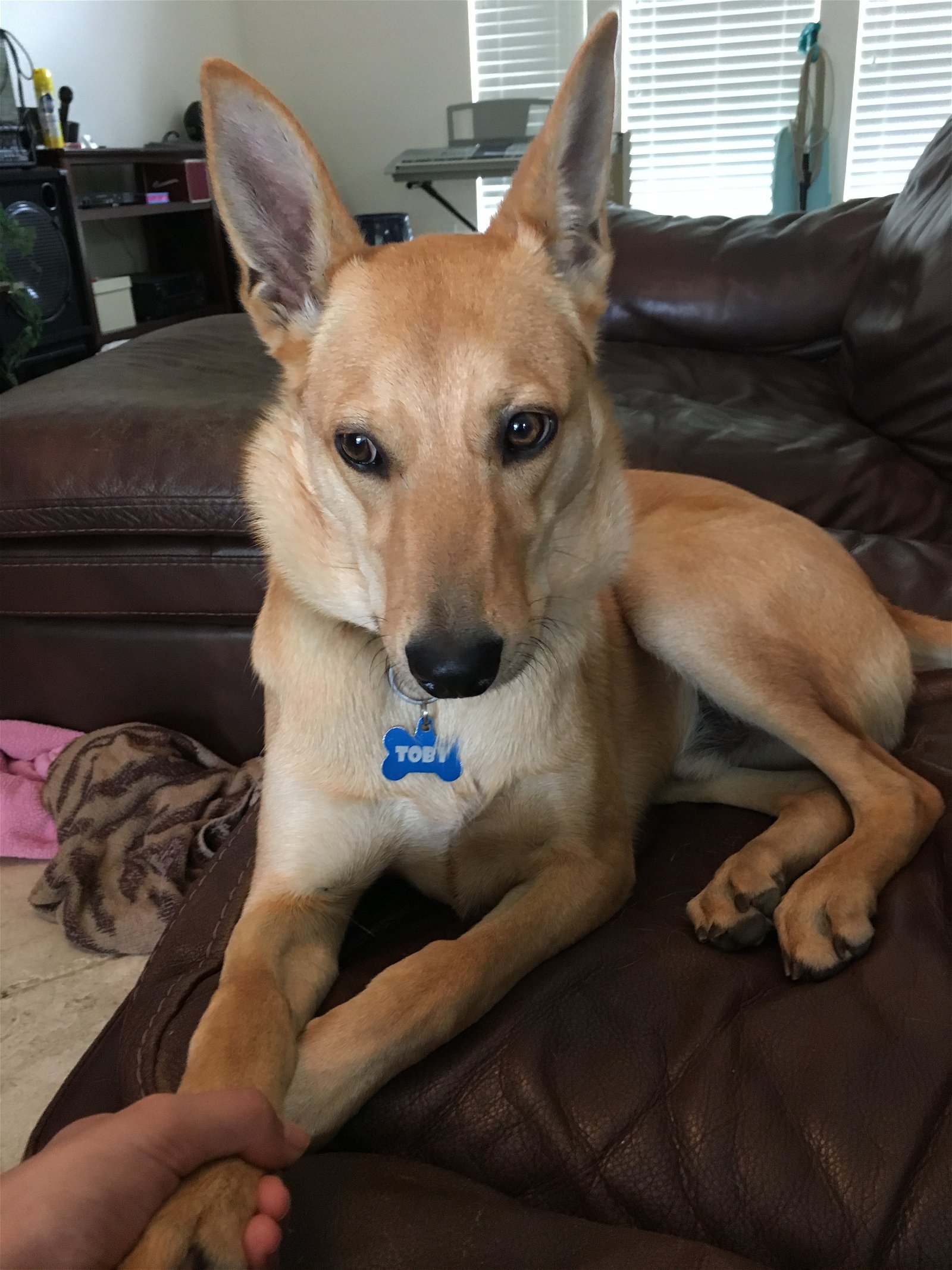 adoptable Dog in McKinney, TX named Toby - DIAMOND DOG