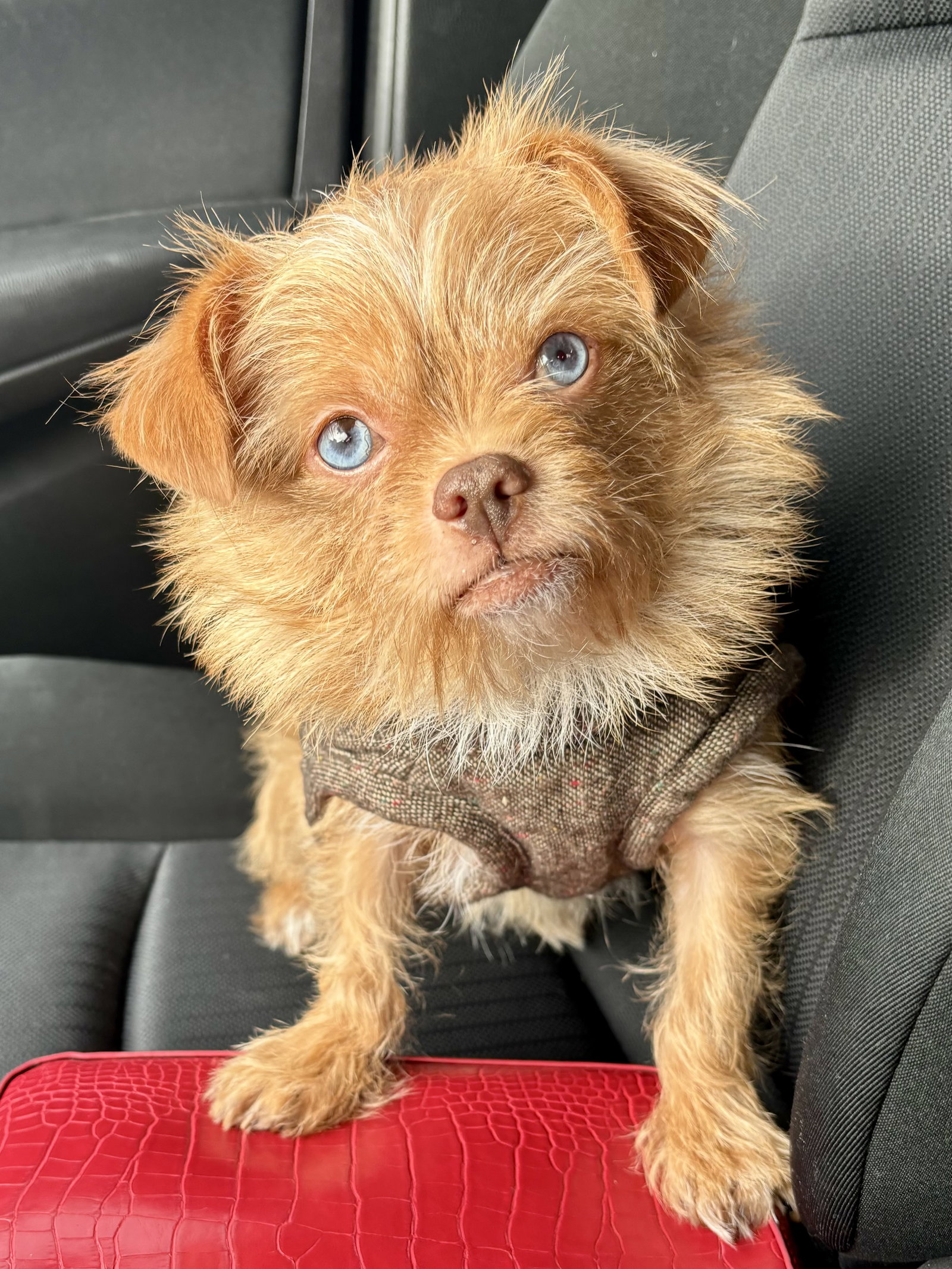Dog for Adoption Sinatra, a Brussels Griffon in Sherwood Shores, TX
