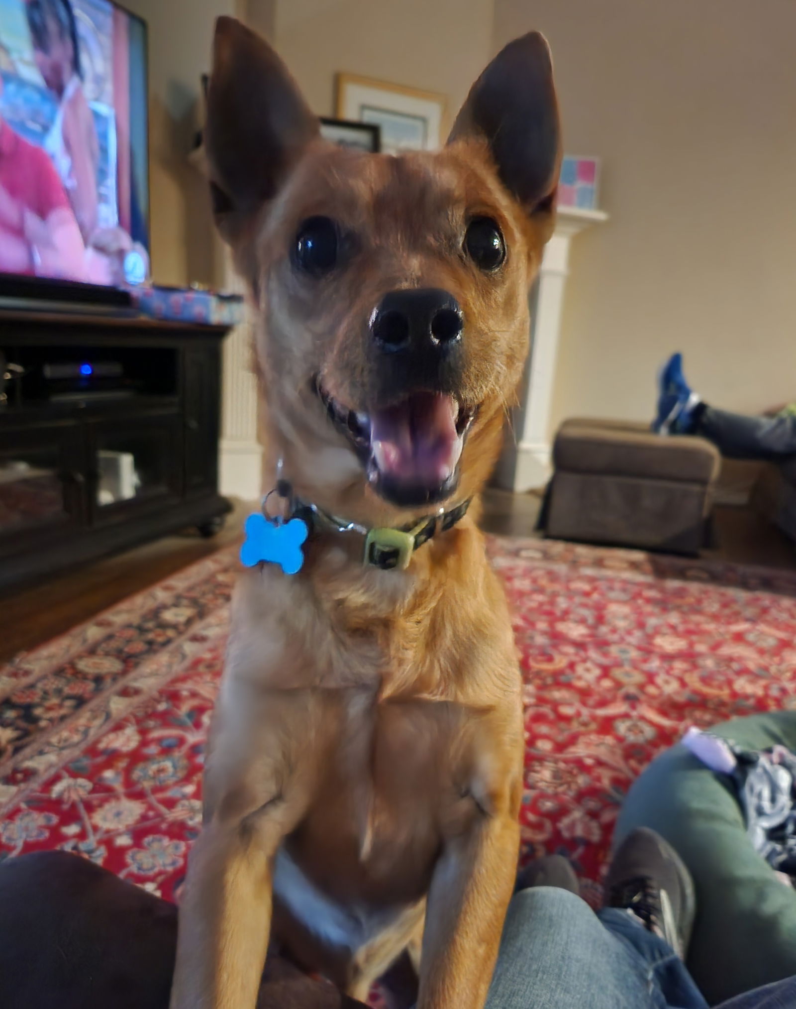 Dog for Adoption - Scrappy Doo, a Chihuahua in Whitesboro, TX | Alpha Paw