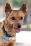 adoptable Dog in mckinney, TX named Scrappy Doo