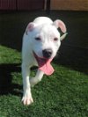 adoptable Dog in rockwall, TX named Aspen - DIAMOND PUP