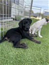 adoptable Dog in mckinney, tx, TX named Emma