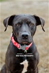 adoptable Dog in mckinney, TX named Mama