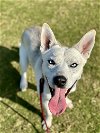 adoptable Dog in frisco, TX named Krypto