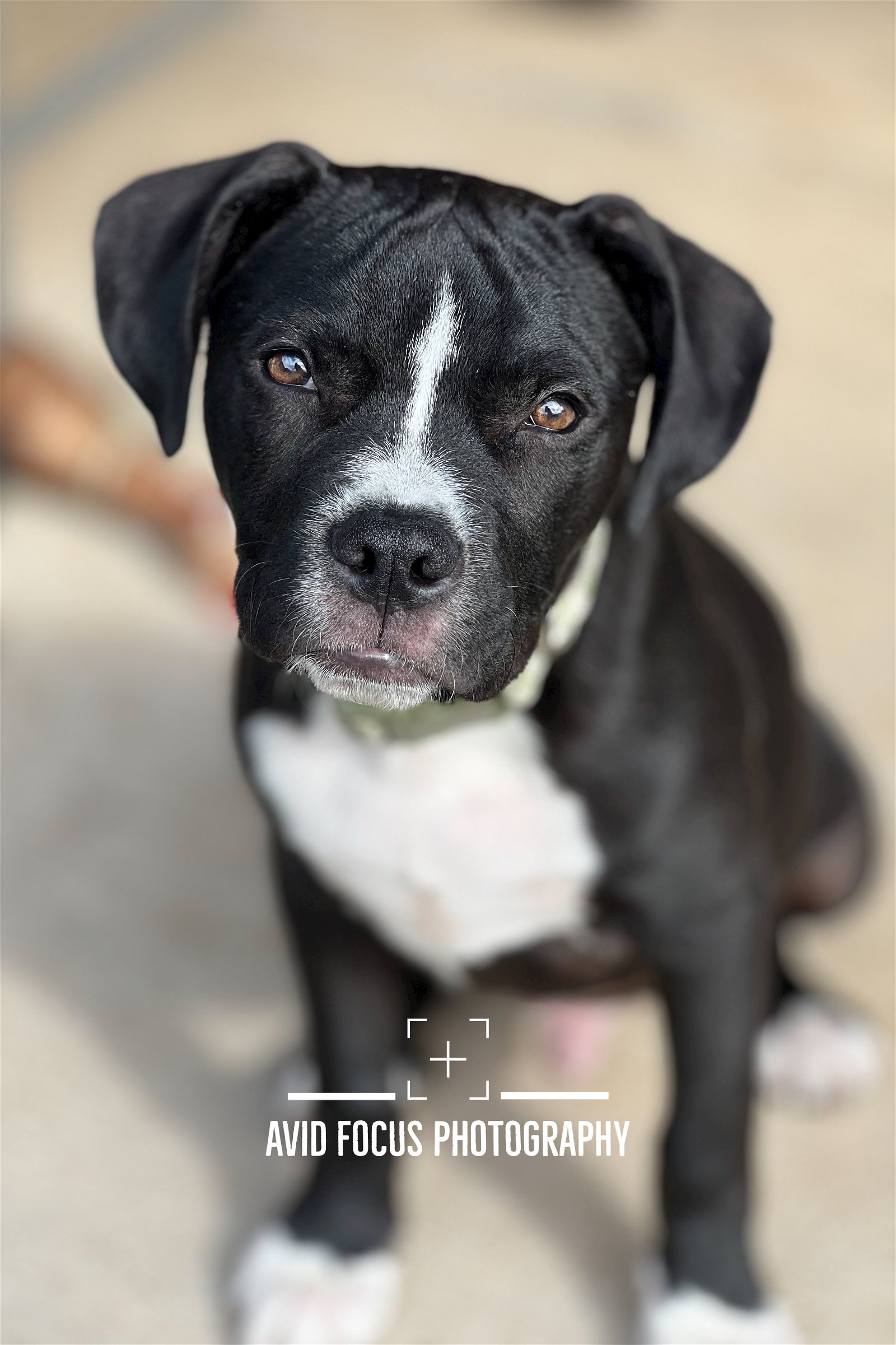 adoptable Dog in Frisco, TX named Happy Robinson