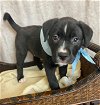 adoptable Dog in mckinney, TX named Ross Geller