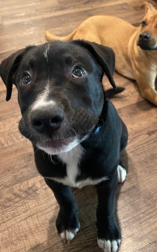 adoptable Dog in McKinney, TX named DIAMOND PUP Ross Geller