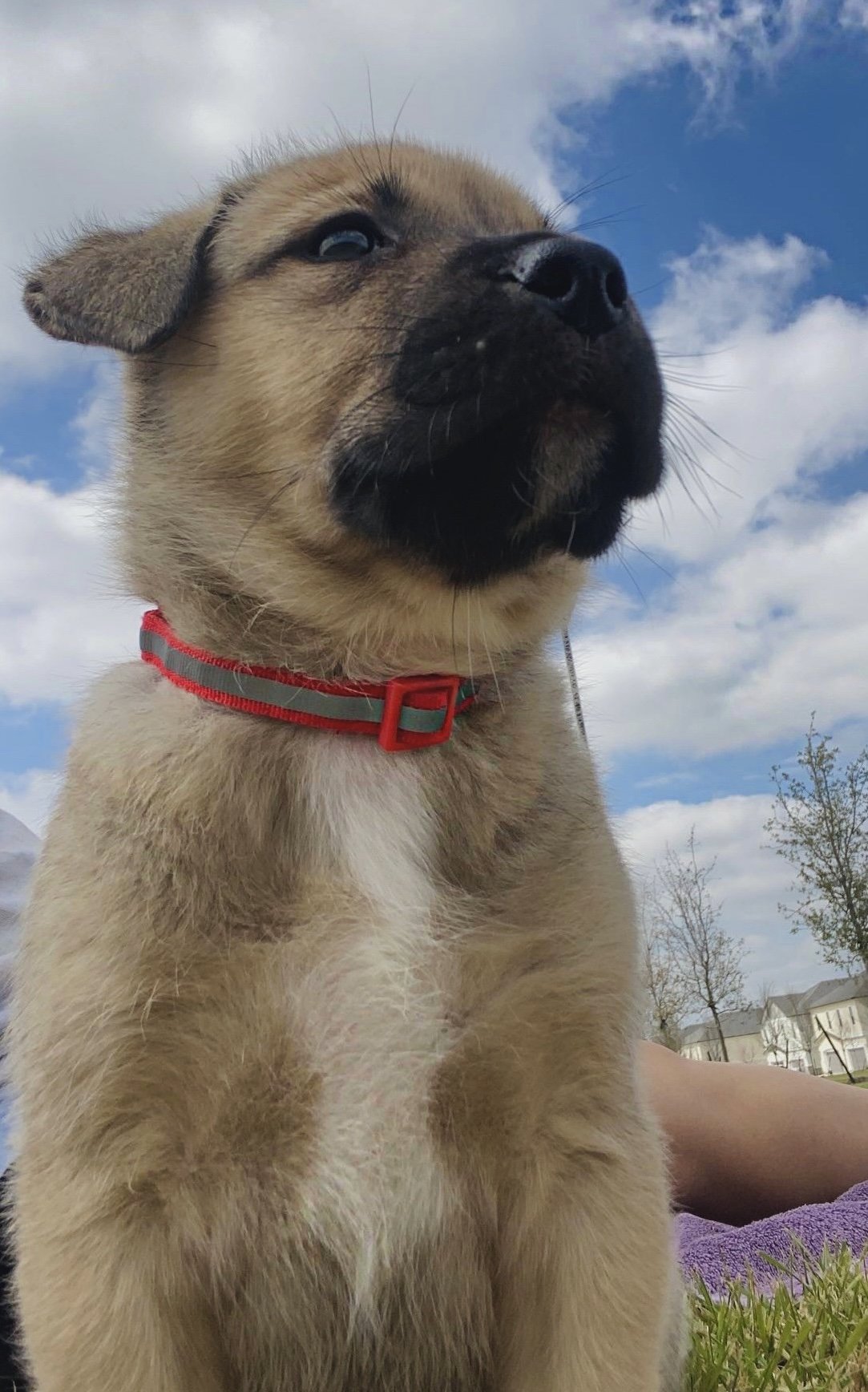 adoptable Dog in McKinney, TX named Gunther