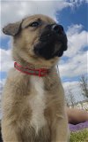 adoptable Dog in mckinney, tx, TX named Gunther