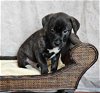 adoptable Dog in mckinney, TX named Marcel