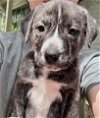 adoptable Dog in mckinney, tx, TX named Frank Jr