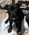adoptable Dog in mckinney, tx, TX named Hugsy