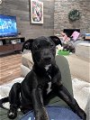 adoptable Dog in mckinney, TX named Hugsy