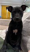 adoptable Dog in mckinney, TX named Monica Geller