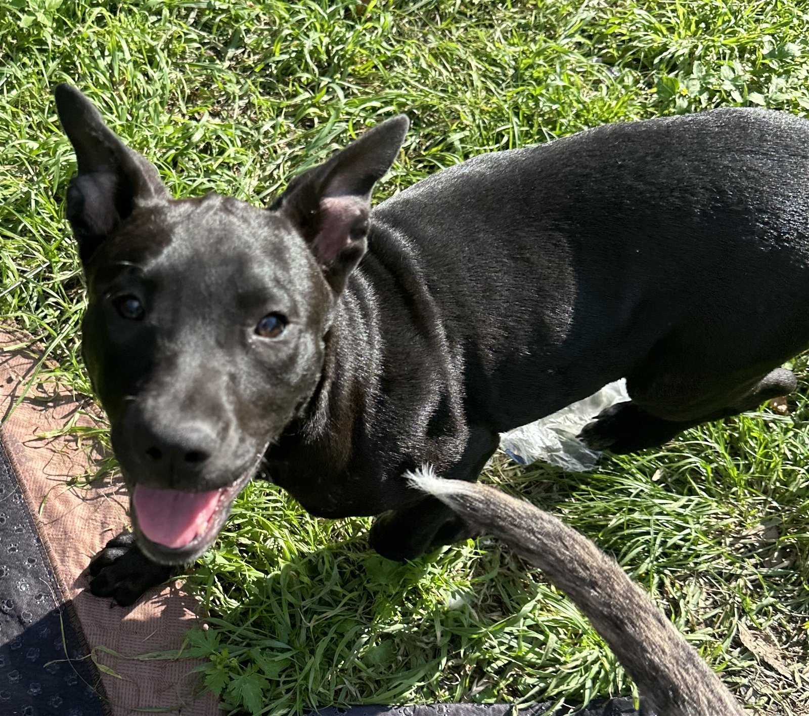 adoptable Dog in McKinney, TX named Monica Geller