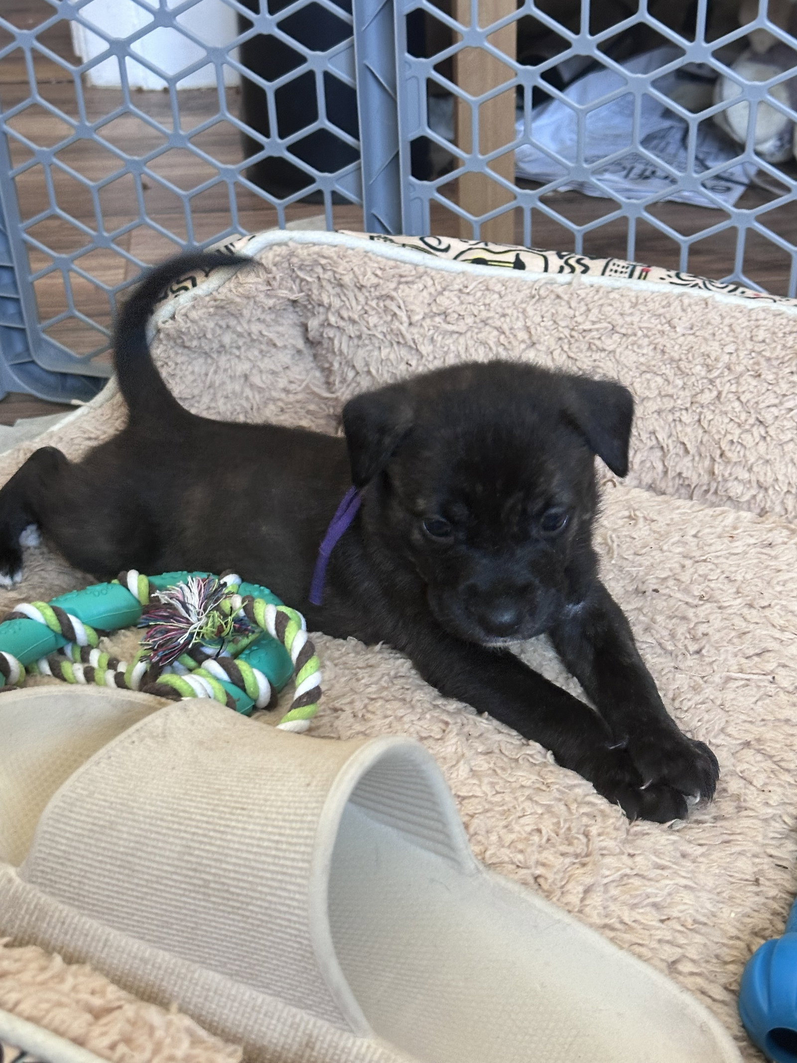 Dog adoption in McKinney, TX 75070 Labrador Retriever / Plott Hound